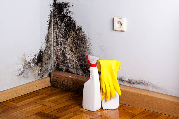 Best Mold Prevention Services  in Ruthers, CA